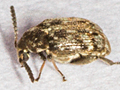 Bruchidius varius